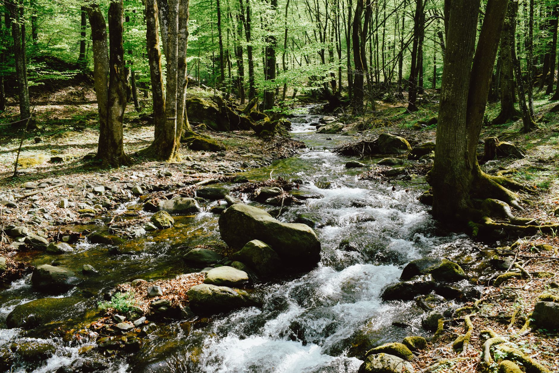 Gravity water filter bag hanging from tree branch near forest stream