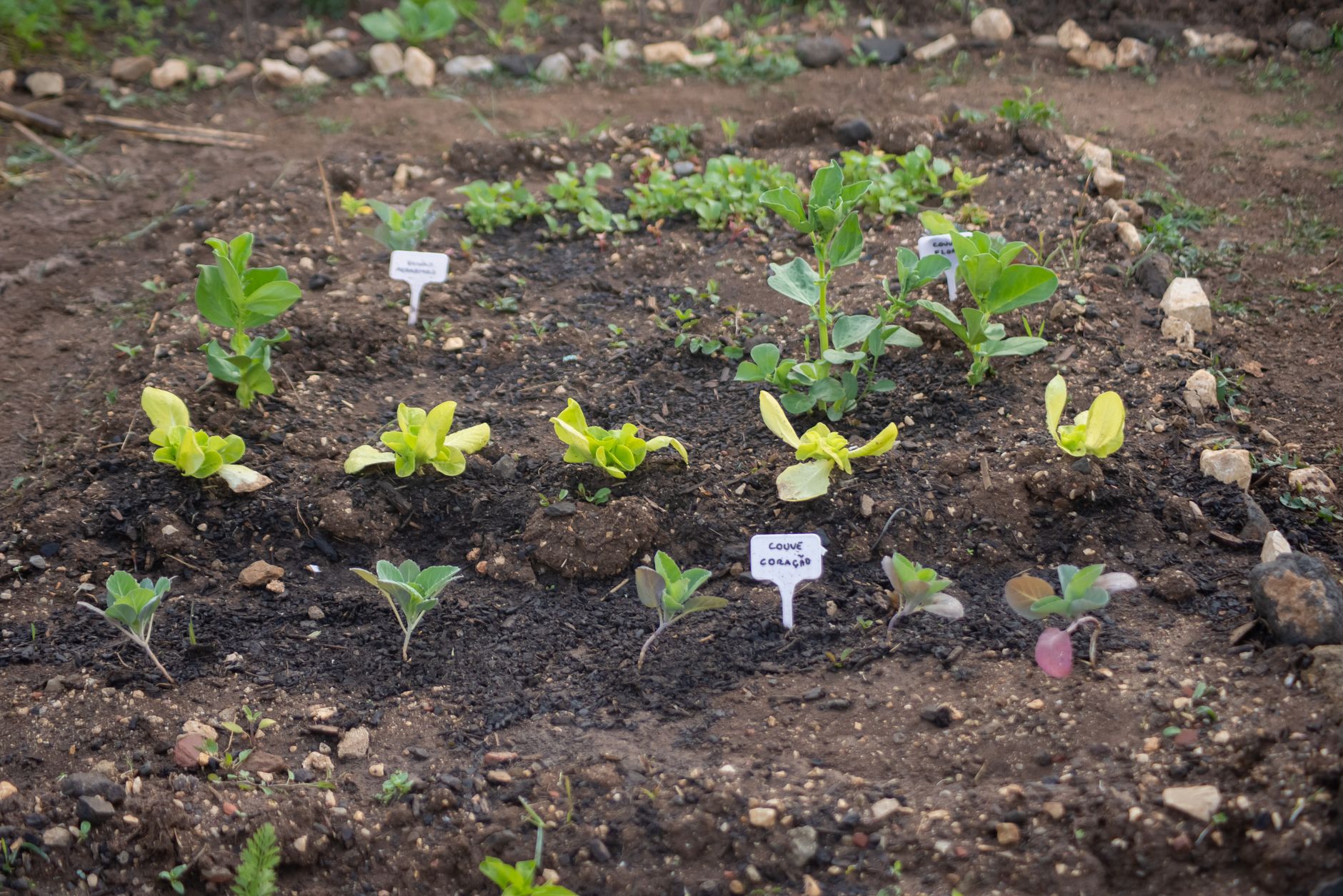 Rows of vegetables growing in a survival garden